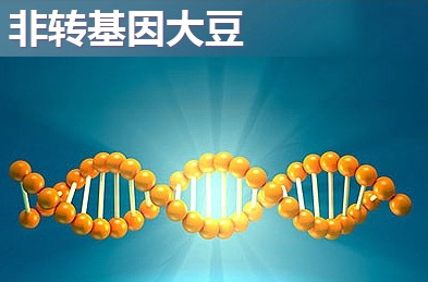 转基因大豆为了改变某种生物学特征，利用现代分子技术将本不属于大豆的基因植入大豆中区，转基因大豆对人体健康造成不可预知的隐患