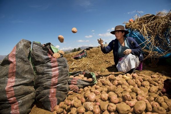 图为秘鲁阿亚库乔的农民正在捡土豆（图片来源：新苏黎世报网站）